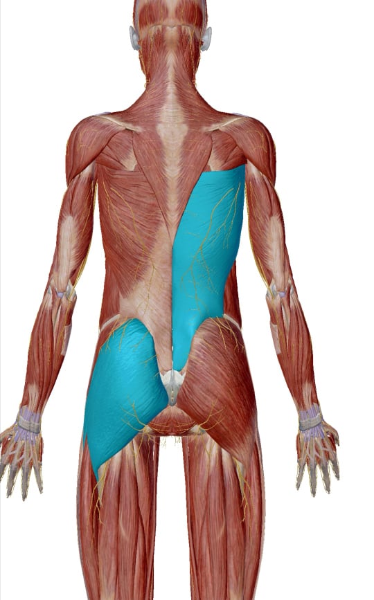 大臀筋と広背筋