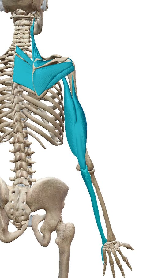 小指から手の後ろ側を通って、背中につき、首の横側につながる筋膜