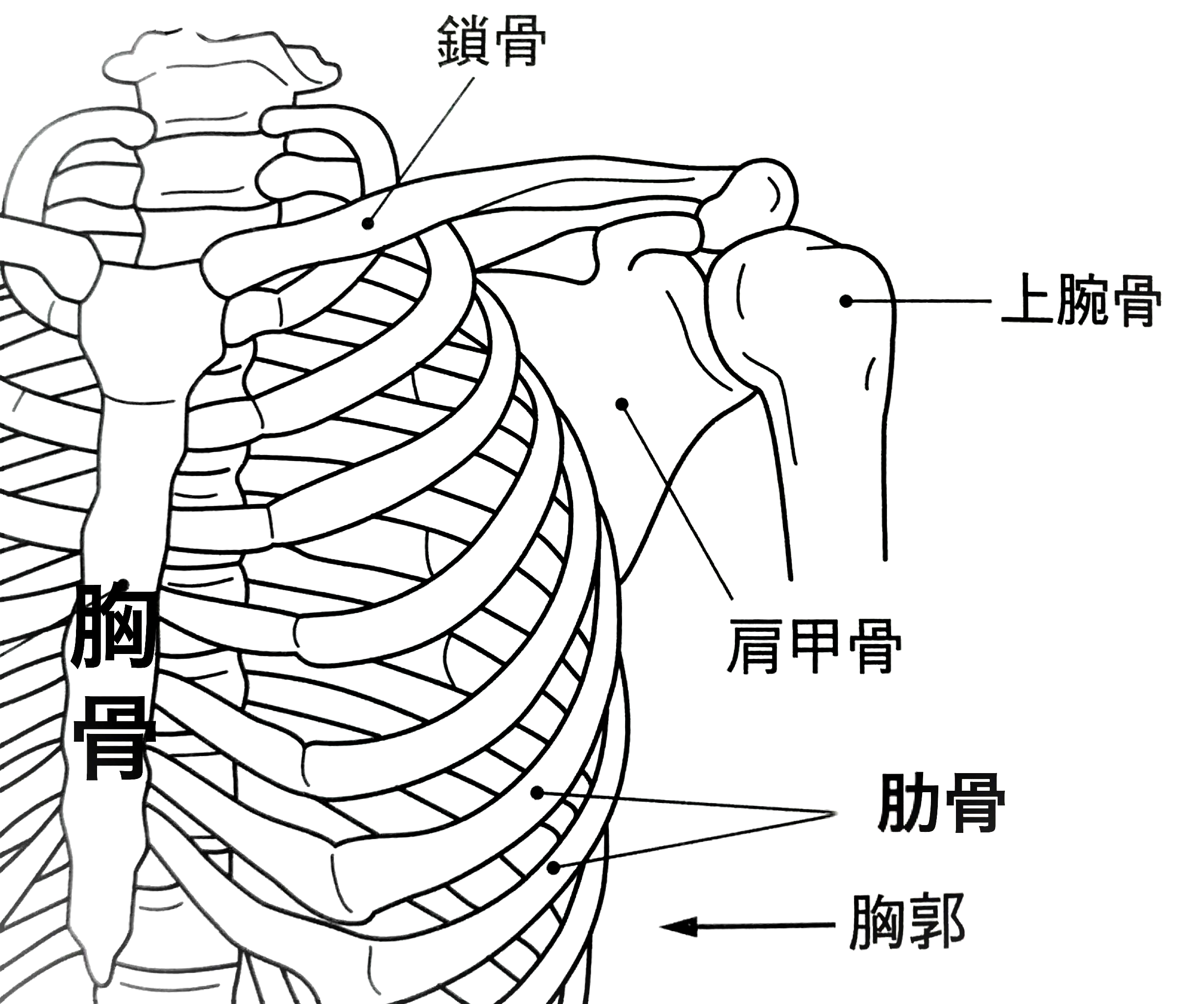 肩の骨