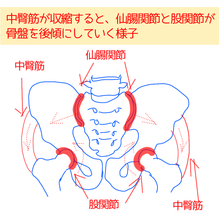 中臀筋が収縮すると骨盤が後傾していく様子