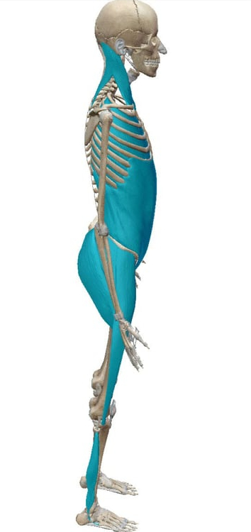 ラテラルライン