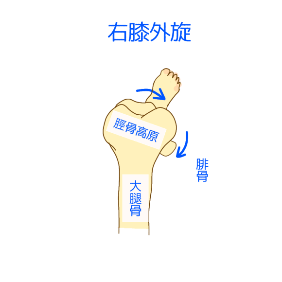 右膝外旋