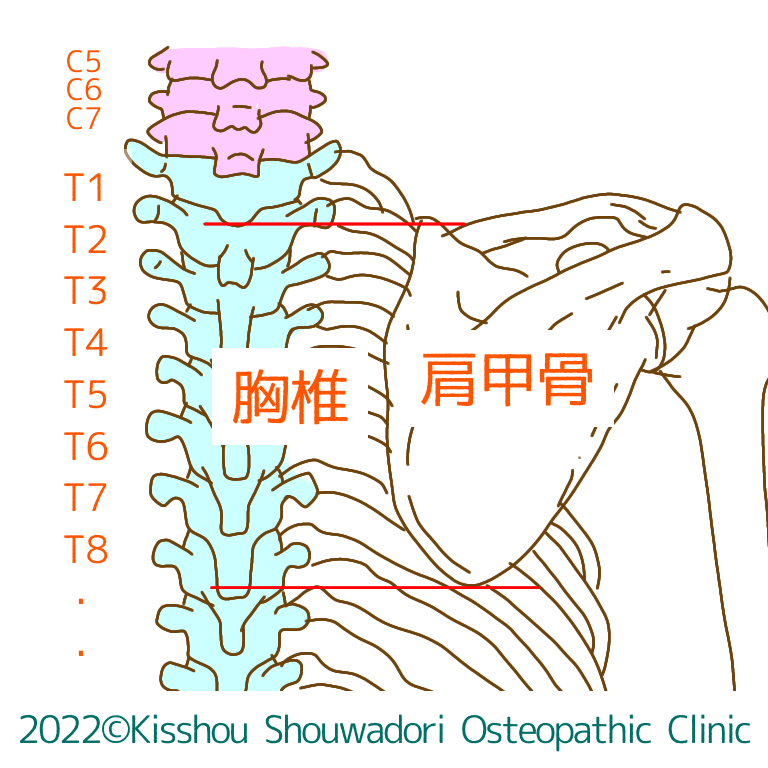 胸椎と肩甲骨の関係