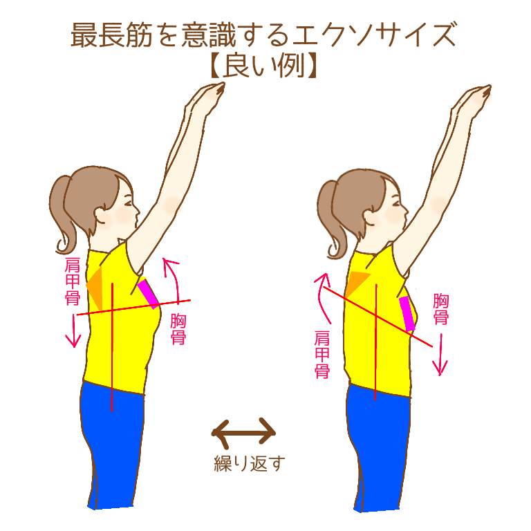 最長筋を意識するエクソサイズ良い例
